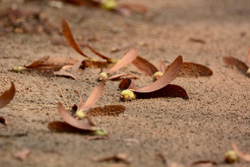 Yang is fallen for the tree