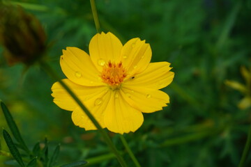Drops of dew on the fresh tropical yellow flower after the rain