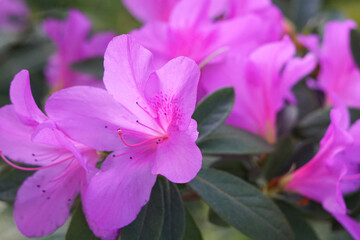 Rhododendrons blossom in botanical garden. Selective focus