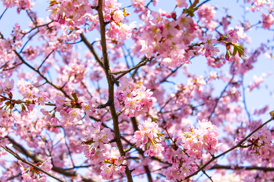 Macro photo of flowering sakura branches. Pale pink flower branches in spring