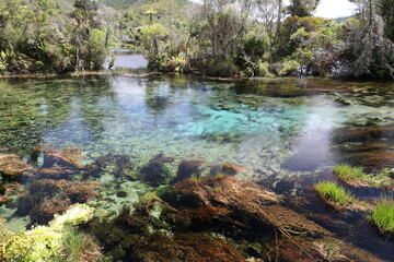 Fototapeta premium Beautiful colors of water plants