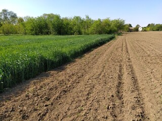 Plowed field with fertile land. Cornfield with wheat. Agricultural work on the ground. Rural...