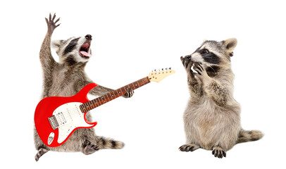 Surprised raccoon looking at a raccoon playing on electric guitar isolated on white background
