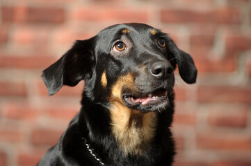 black and brown mongrel dog,