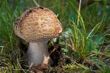 Edible mushroom Amanita rubescens in the meadow under birch and aspen trees. Known as blusher mushroom. Wild musrooms growing in the grass.