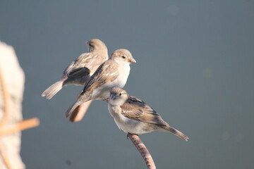 three gray sparrow chicks on a piece of reinforcement