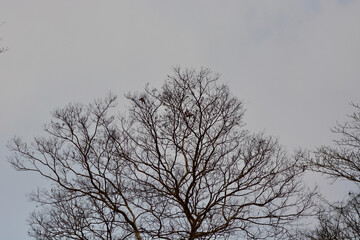 dry tree in this cloud cover 