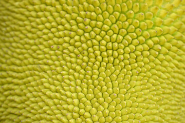 green Jackfruit with thorny bark and rare only in Asia.