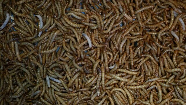 Many beetle larvae crawling in container. Small alive mealworms for food preparation crawling on bottom of container on market.