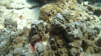 Coral found at coral reef area at Tioman island, Malaysia