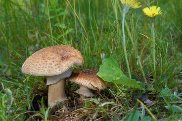 Edible mushroom Amanita rubescens in the meadow under birch and aspen trees. Known as blusher...