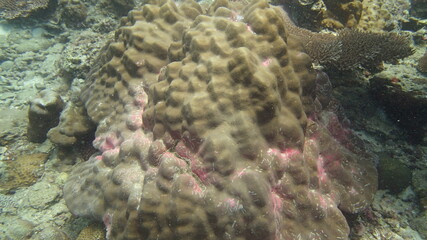 Coral found at coral reef area at Tioman island, Malaysia