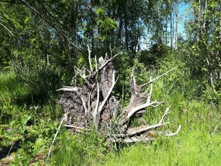 Big root from a tree on a background of green grass - Oslo, Sognsvann 