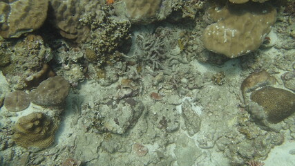 Coral found at coral reef area at Tioman island, Malaysia
