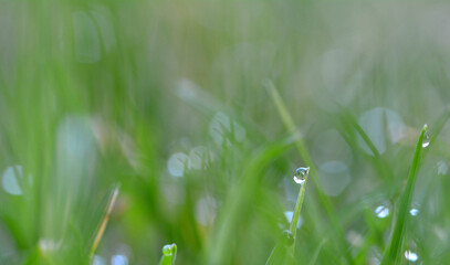 Fototapeta premium Goutte de rosée