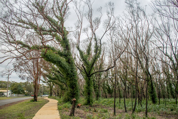 Fototapeta premium Australian bushfires aftermath: eucalyptus trees recovering after severe fire damage. Eucalyptus can survive and re-sprout from buds under their bark or from a lignotuber at the base of the tree.