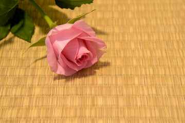 畳の上のピンクのバラ