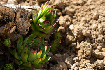 Stone rose Sempervivum in the garden close-up. Beautiful evergreen flowers. Cultivation of ornamental plants. The decoration of the rock garden.