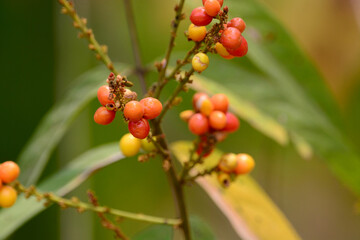 Lepisanthes rubiginosa is grow on a plant branch 