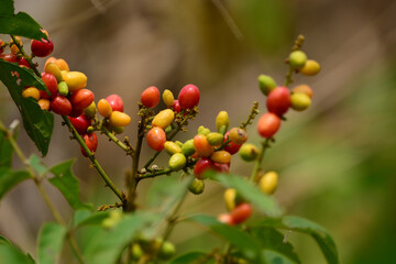 Lepisanthes rubiginosa is grow on a plant branch 