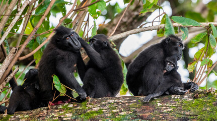 Family of macaques on the tree. The Celebes crested macaques on the branch of the tree. Crested black macaque, Sulawesi crested macaque. Wild nature, natural habitat. Indonesia, Sulawesi Island