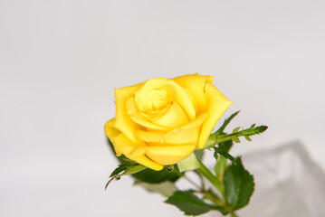 黄色のバラ