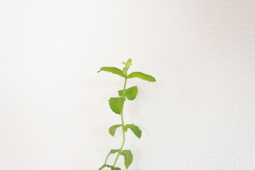 シンプルな観葉植物の新芽