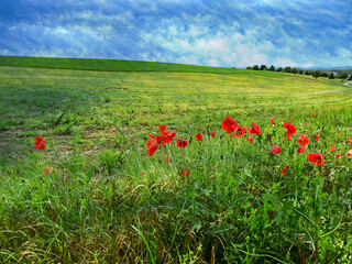 Landschaft mit Mohn