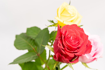 Obraz premium バラ