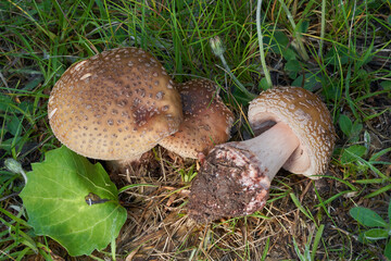 Edible mushroom Amanita rubescens in the meadow under birch and aspen trees. Known as blusher...