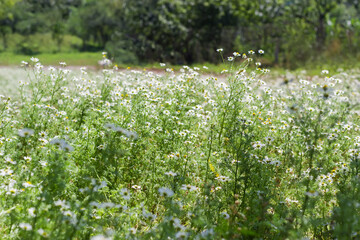 Thickets of wild chamomile close-up in selective focus
