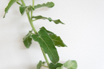 観葉植物の葉アップ