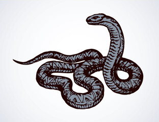 Snake. Vector drawing