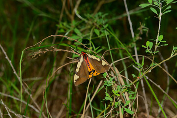 Fototapeta na wymiar Butterfly, a large moth sits on a twig in the green grass