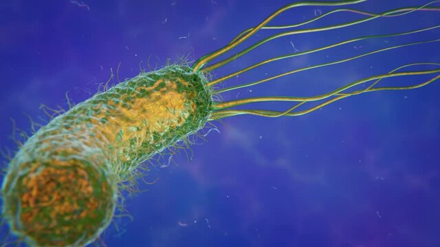 Helicobacter Pylori - Stomach Infecting Bacteria