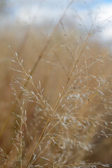 Fototapeta premium dry grass in the morning