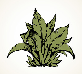 Tropical bush. Vector drawing