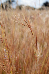 Fototapeta premium golden grass field