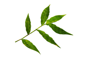 bamboo, background, leaf, nature, natural, tree, white background, cut out, close-up, freshness, white, green, clipping, growth, oriental, china, foliage, east, element, isolated, bright, design, gras