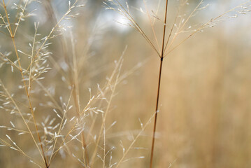 dry grass in the morning