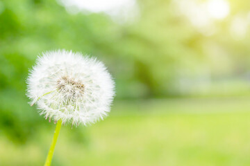 Close up of whole white dandelion flower with seeds on blurred green background. Sunny day in park. Copy space.
