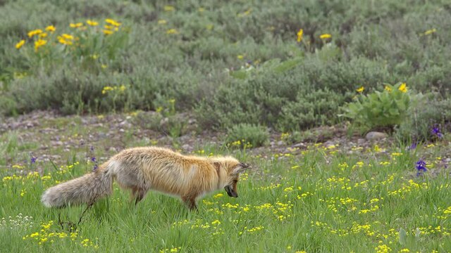 Red Fox leaping into the air as hit hunts for rodents jumping in slow motion as it pounces on the ground.