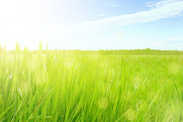 Fototapeta na wymiar Summer field. Close up grass, bokeh and sun rays.
