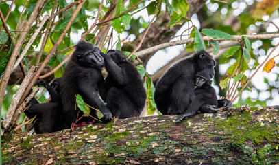 Family of macaques on the tree. The Celebes crested macaques on the branch of the tree. Crested black macaque, Sulawesi crested macaque. Wild nature, natural habitat. Indonesia, Sulawesi Island
