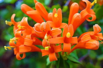 Orange flower in the garden - Firevine