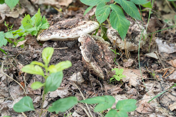 White milk mushroom grow from the ground in the forest