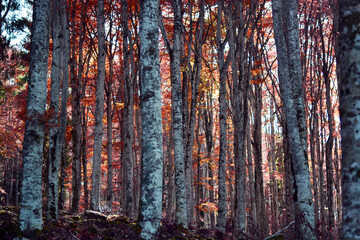 autumn in the forest