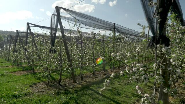 fruit plantation with many rows low trunk apples