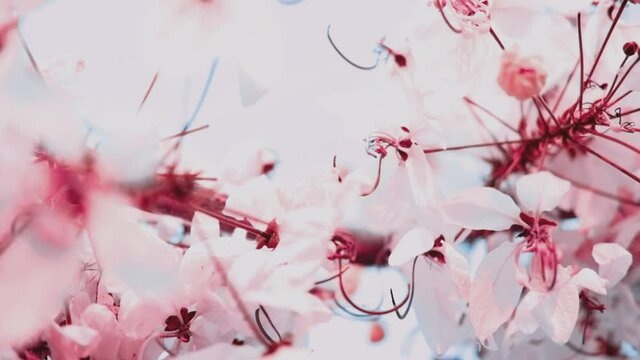 Pink and white sakura flowers in the park, high contrast video