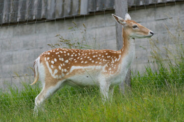 Young european roe deer with white dots in lateral close-up